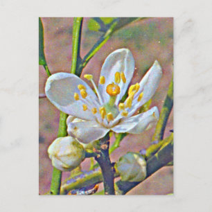 Florida Orange Blossom Postcard