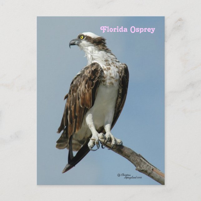 Florida osprey posing Postcard (Front)