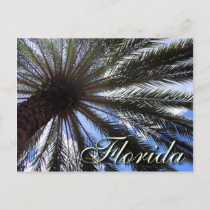 Florida Palm Postcard