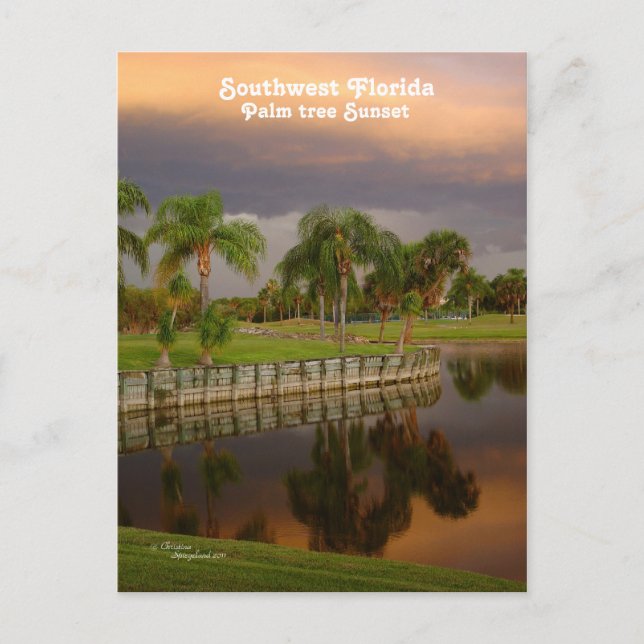 Florida Palm Tree Sunset Postcard (Front)
