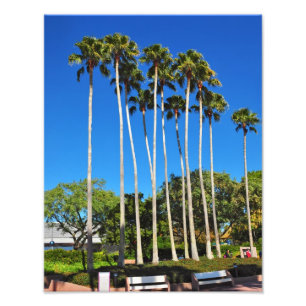 Florida Palm Trees Photo Print