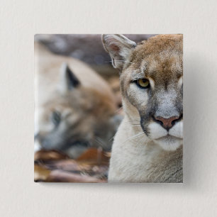 Florida Panther 15 Cm Square Badge