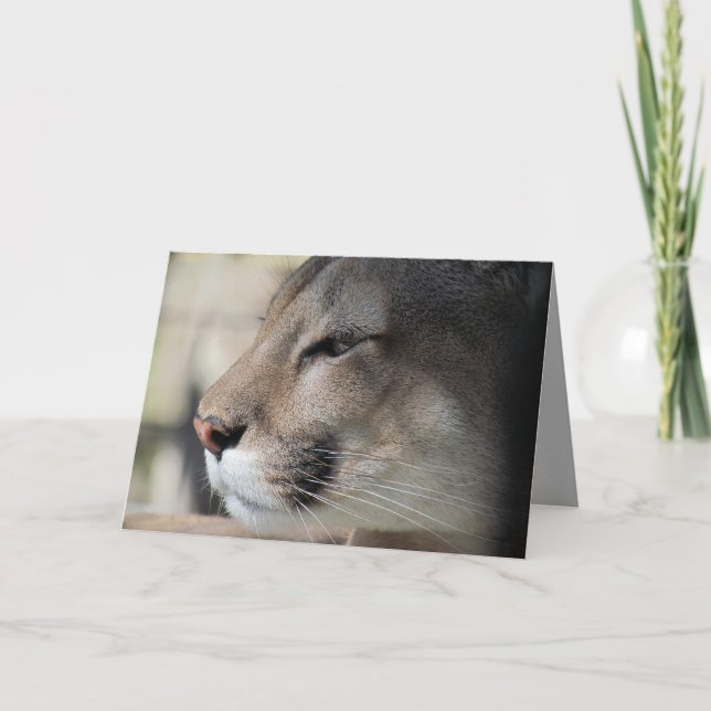 Florida Panther Birthday Card (Front)