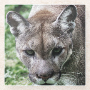 FLORIDA PANTHER- DRINK COASTERS