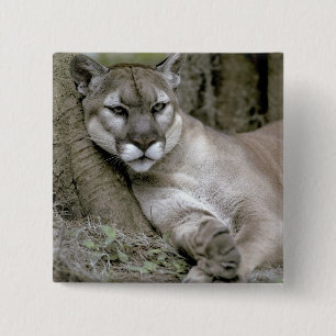 Florida panther, Felis concolor coryi, 15 Cm Square Badge