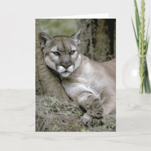 Florida panther, Felis concolor coryi, Card