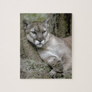 Florida panther, Felis concolor coryi, Jigsaw Puzzle