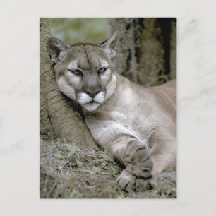 Florida panther, Felis concolor coryi, Postcard