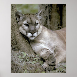 Florida panther, Felis concolor coryi, Poster