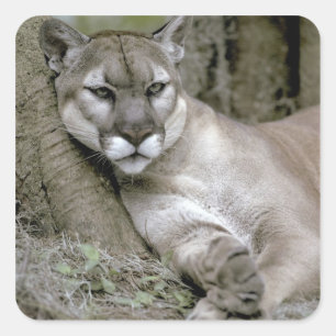 Florida panther, Felis concolor coryi, Square Sticker