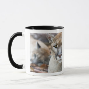 Florida Panther Mug