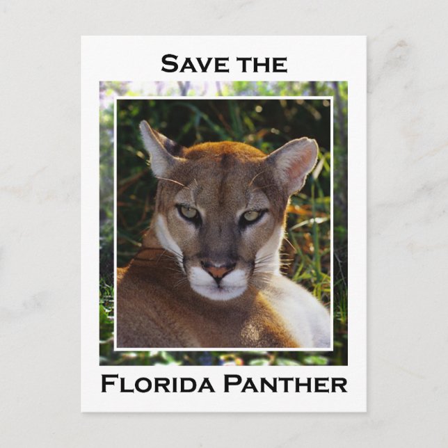 Florida Panther Postcard (Front)