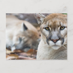 Florida Panther Postcard