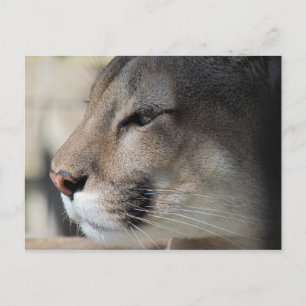 Florida Panther Postcard