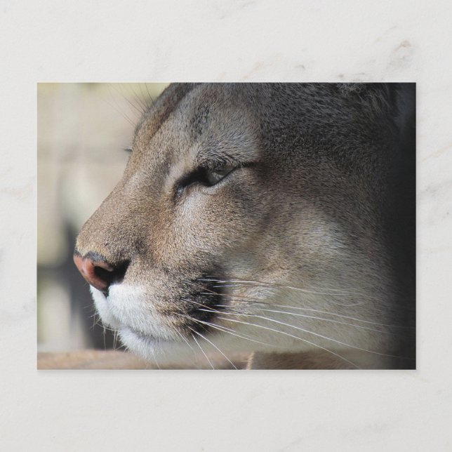 Florida Panther Postcard (Front)