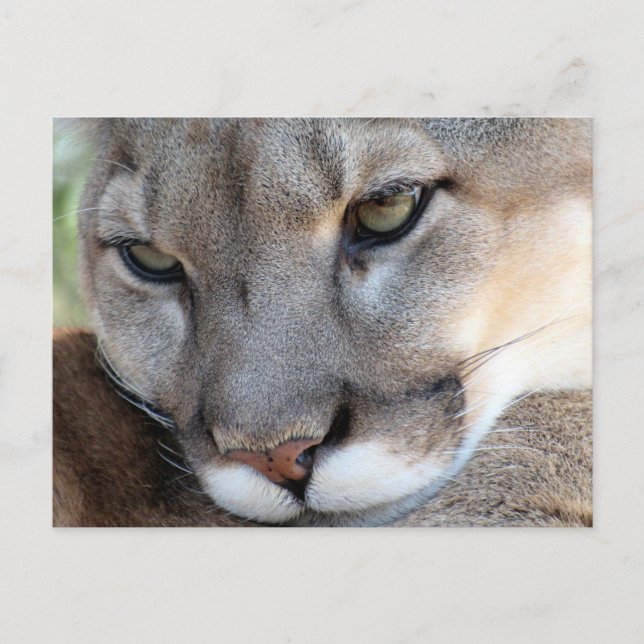 Florida Panther Postcard (4071) (Front)