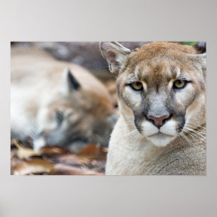 Florida Panther Poster