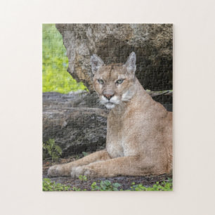 Florida Panther Puzzle