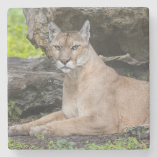 Florida Panther Stone Coasters