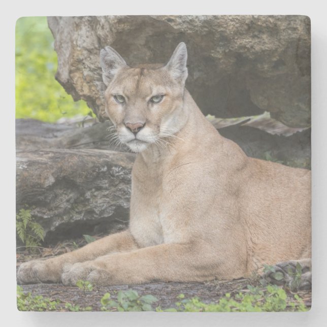 Florida Panther Stone Coasters (Front)