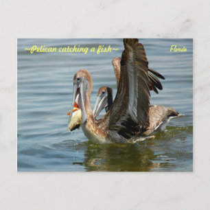 Florida Pelican catching a fish Postcard