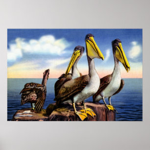Florida Pelicans Sitting on a Wood Pilings Poster