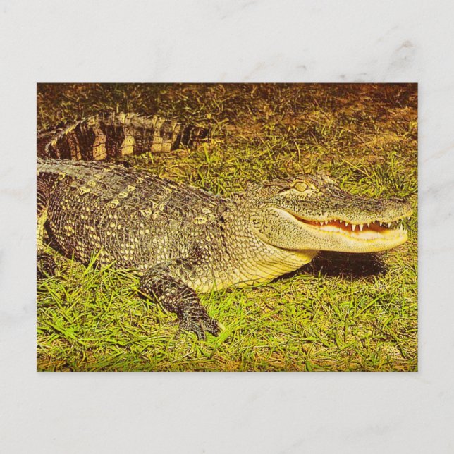 Florida Pet Postcard (Front)