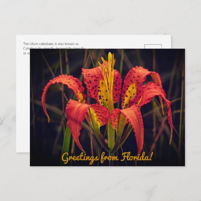 Florida Pine Lily Postcard  (Front/Back)