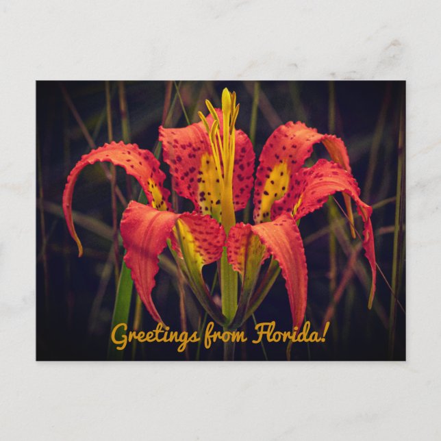 Florida Pine Lily Postcard (Front)