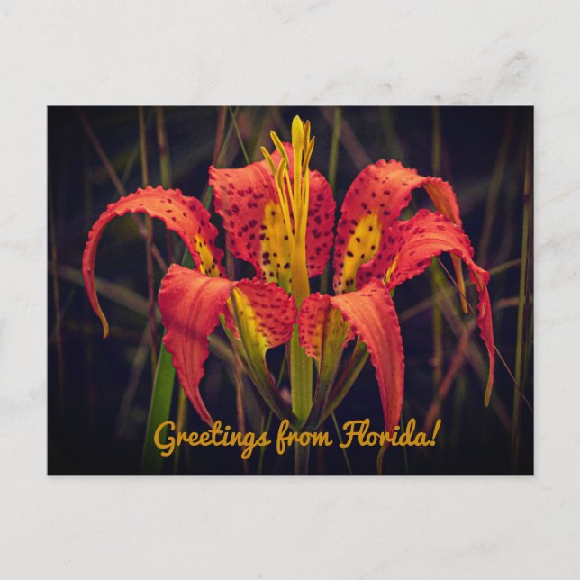 Florida Pine Lily Postcard (Front)
