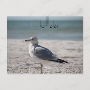Florida Postcard
