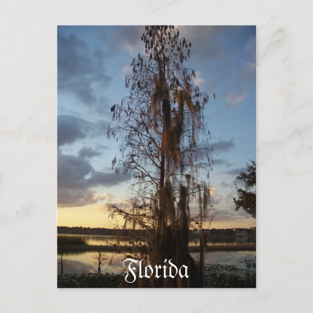 Florida Postcard (Front)