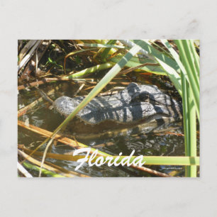 Florida Postcard