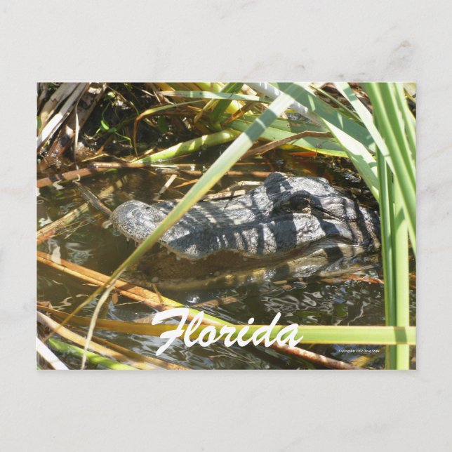 Florida Postcard (Front)