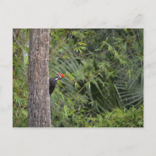 Florida Red Headed Pileated Woodpecker Profile Postcard