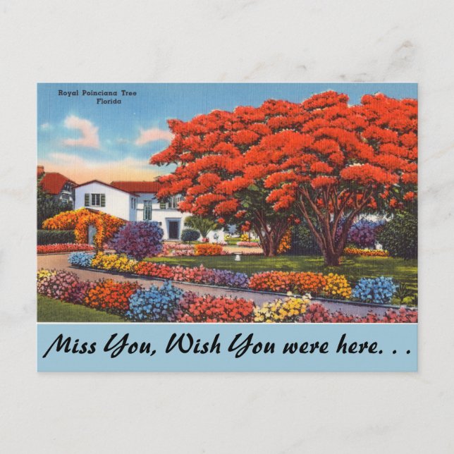 Florida, Royal Poinciana Tree Postcard (Front)