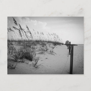 Florida Sand Dunes Postcard