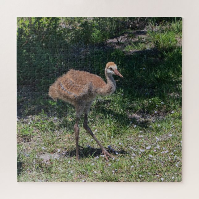 Florida Sandhill Crane Juvenile Baby Bird Picture Jigsaw Puzzle (Horizontal)