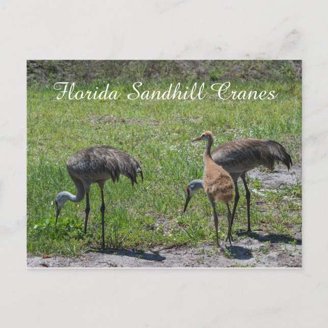 Florida Sandhill Cranes  Family Nature Photograph Postcard (Front)