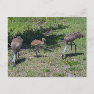 Florida Sandhill Cranes Family Photograph Postcard