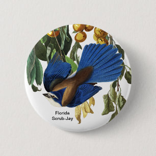 Florida Scrub-Jay, Audubon Birder Birdwatcher Bird 6 Cm Round Badge