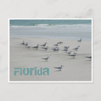 Florida Sea Birds Postcard
