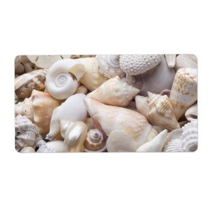 Florida Sea Shell Background - Beach Shells Custom