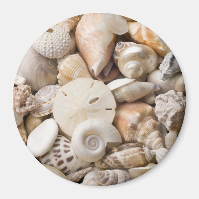 Florida Sea Shell Background - Beach Shells Custom Magnet (Front)