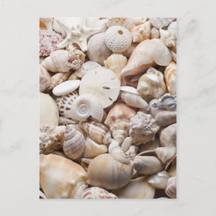 Florida Sea Shell Background - Beach Shells Custom Postcard