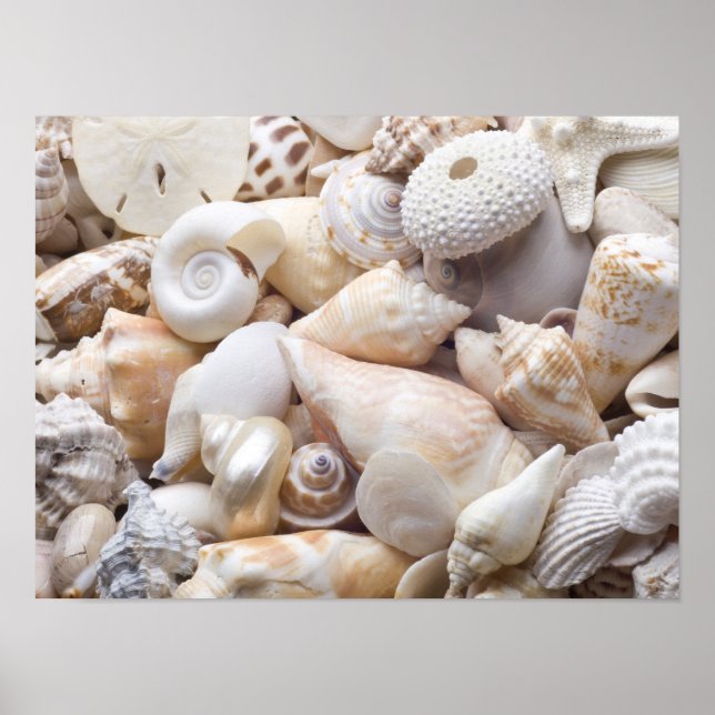 Florida Sea Shell Background - Beach Shells Custom Poster (Front)