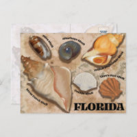 Florida Seashell Postcard