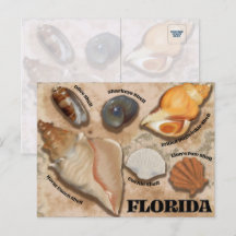 Florida Seashell Postcard