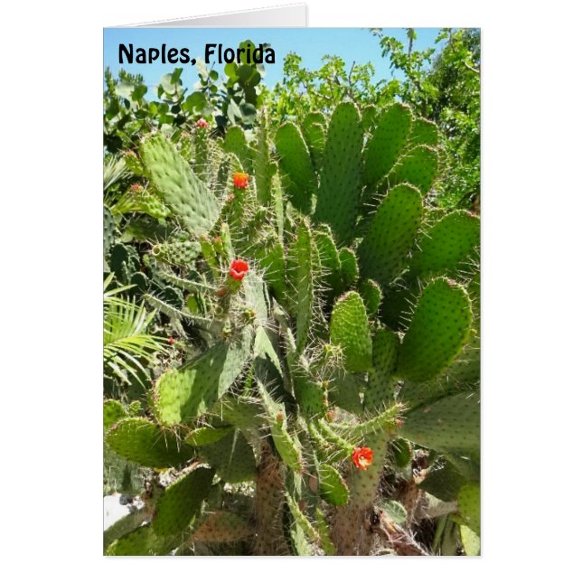 Florida Semaphore Cactus Naples Botanical Garden (Front)