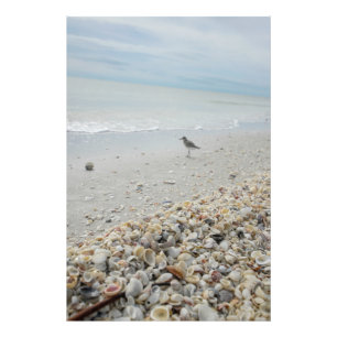 Florida Shells on the Beach Photo Print